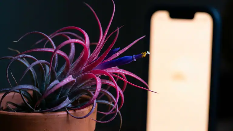 Why TikTok - Videos, Shop & LIVE Is This Week's Must-Have App header