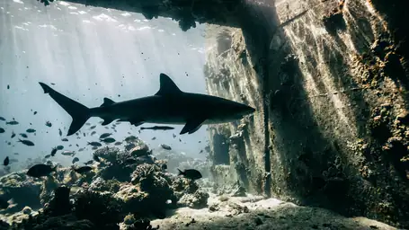 Waarom Hungry Shark Evolution Je Blijft Fascineren header