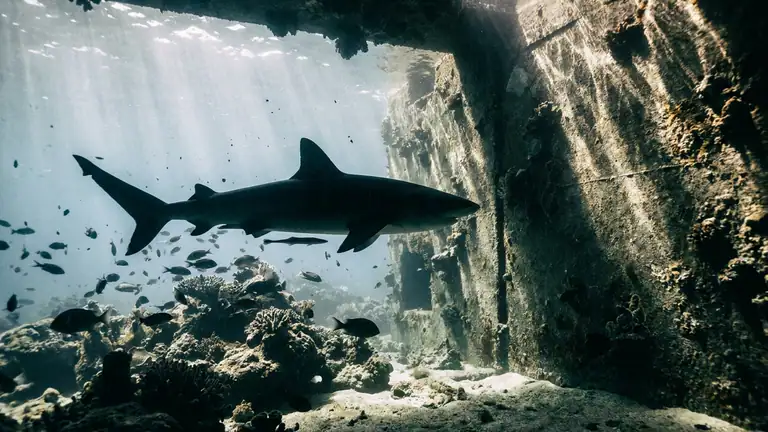 Waarom Hungry Shark Evolution Je Blijft Fascineren header